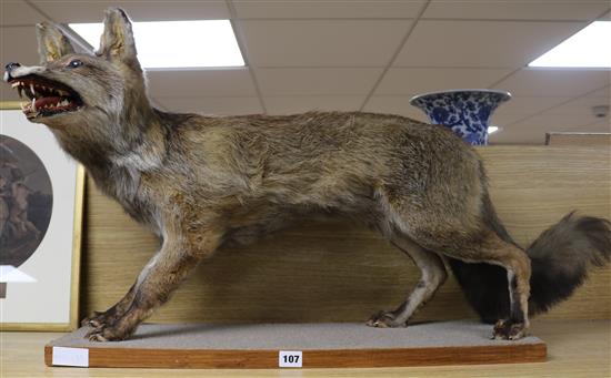 A French taxidermic fox